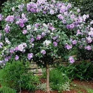 Ardens Althea Shrub