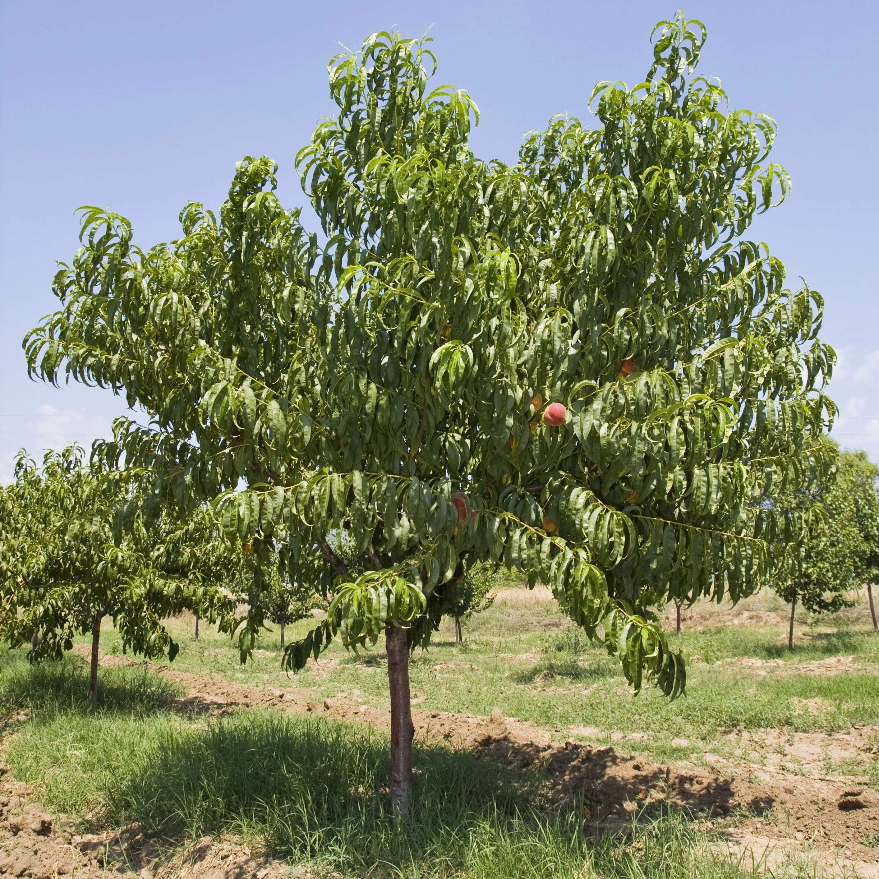 Elberta Peach Tree