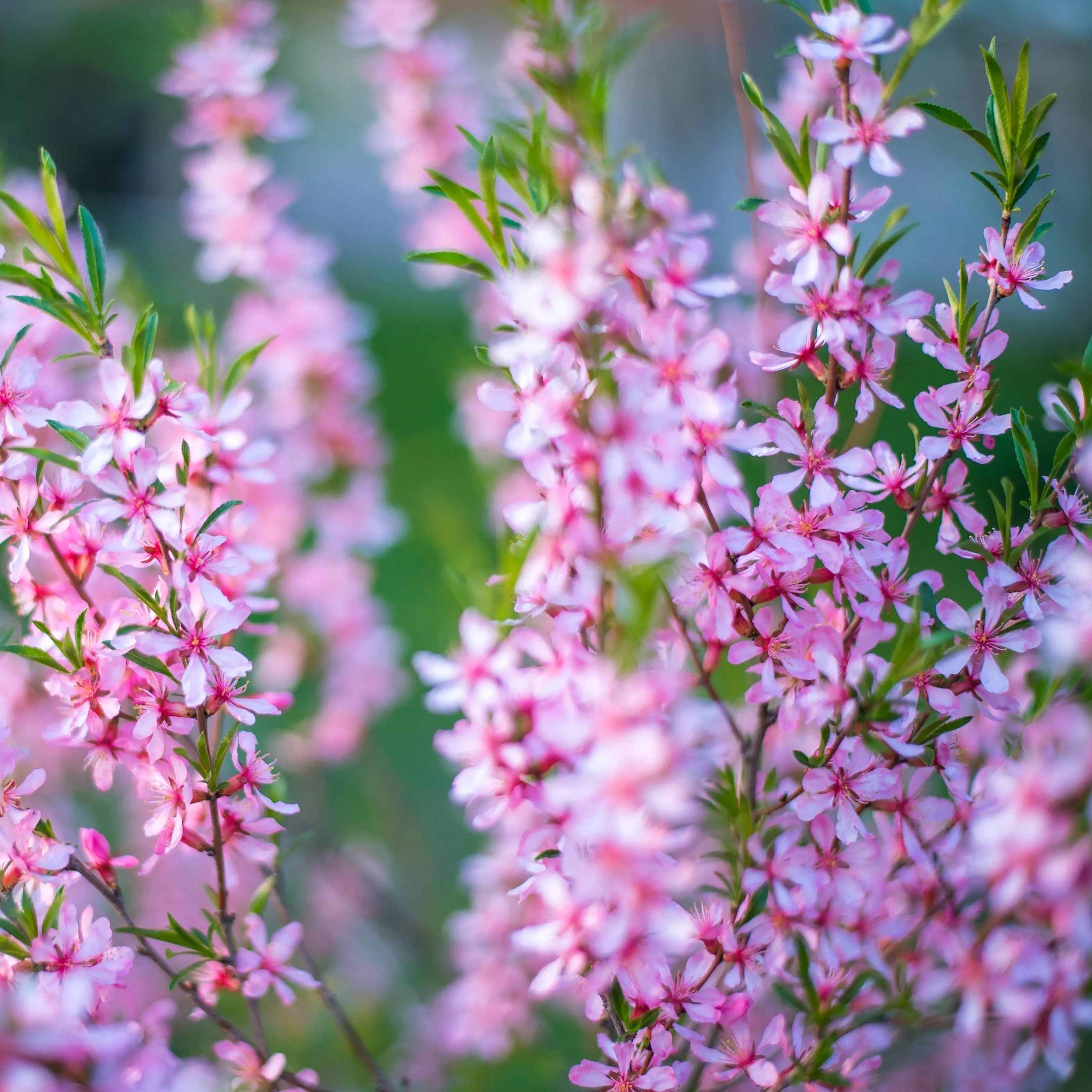 Pink Flowering Almond