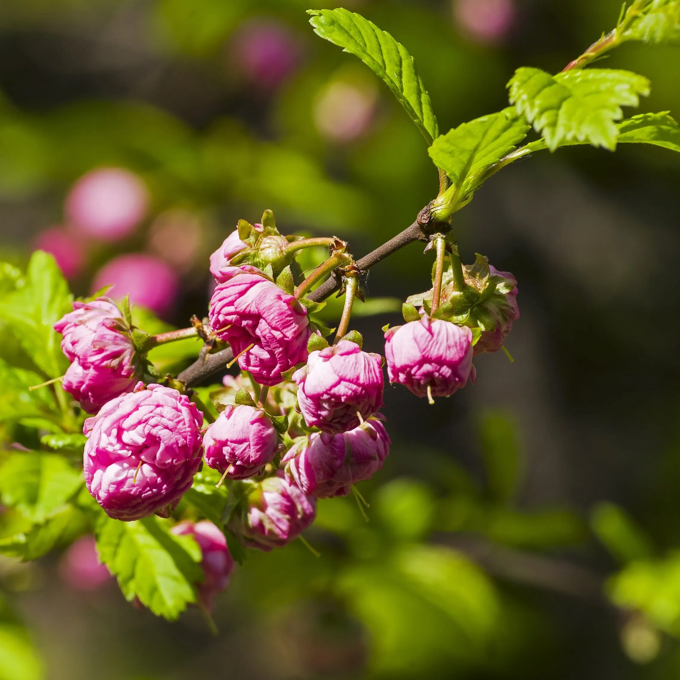 Pink Flowering Almond